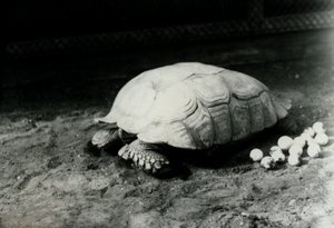 Une tortue sillonnée ou tortue à éperons africains avec ses œufs au zoo de Londres, juillet 1922 - Frederick William Bond